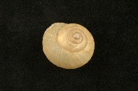 藏品(球蝸牛)的圖片